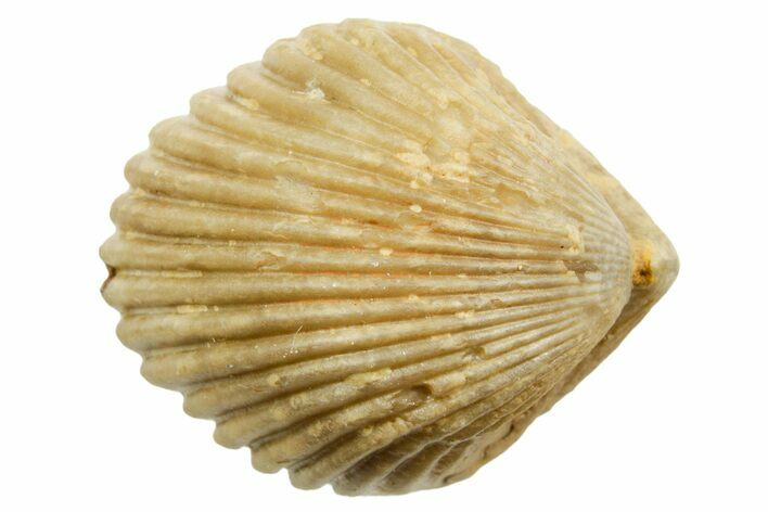 Jurassic Brachiopod (Sphenorhynchia) Fossil - Évrecy, France #367788